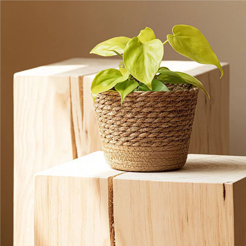 Handwoven Straw Wicker Planter Basket — Natural
